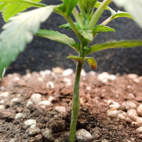 White Widow growlog timeline photo