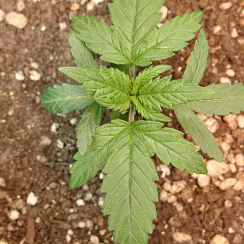 White Widow growlog timeline photo