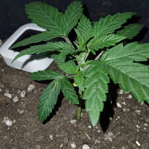 White Widow growlog timeline photo