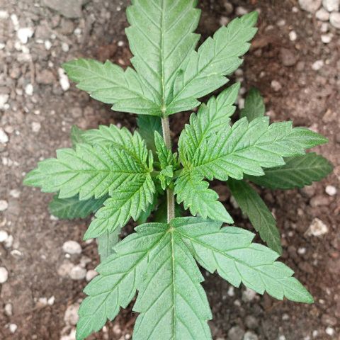 White Widow growlog timeline photo
