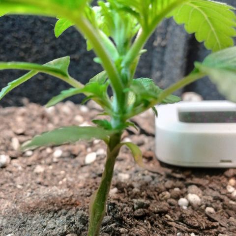 White Widow growlog timeline photo