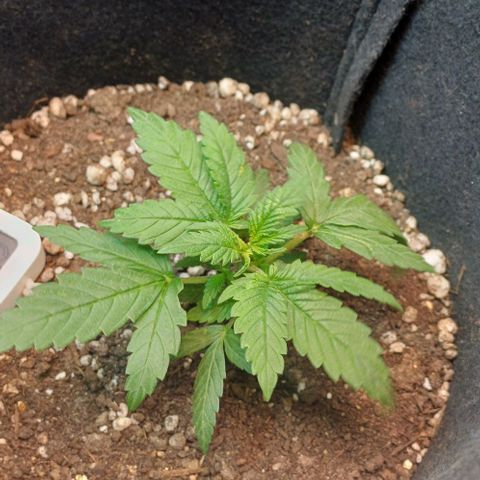 White Widow growlog timeline photo