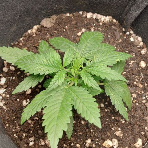 White Widow growlog timeline photo