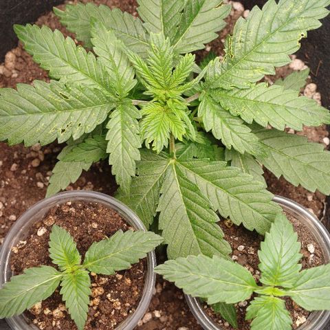 White Widow growlog timeline photo