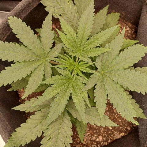 White Widow growlog timeline photo