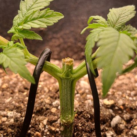 White Widow growlog timeline photo