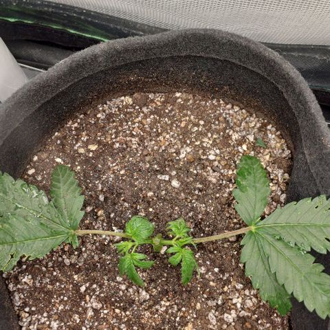 White Widow growlog timeline photo