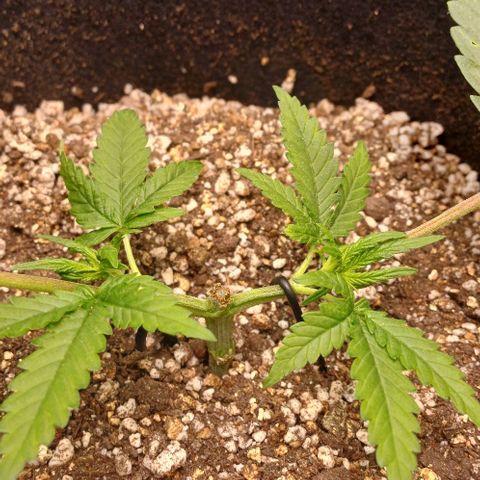 White Widow growlog timeline photo