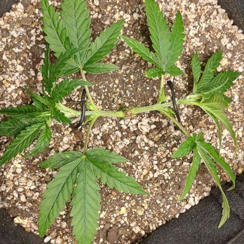 White Widow growlog timeline photo