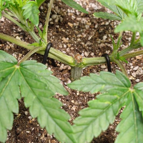 White Widow growlog timeline photo