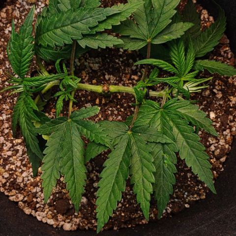 White Widow growlog timeline photo
