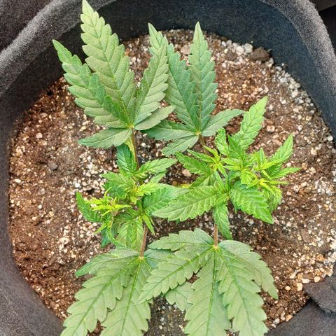 White Widow growlog timeline photo