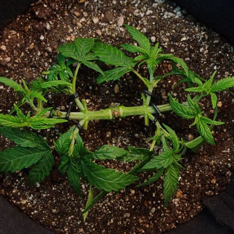 White Widow growlog timeline photo