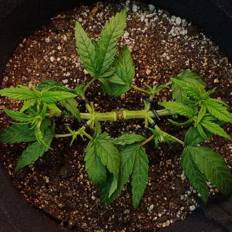 White Widow growlog photo: 23hrs