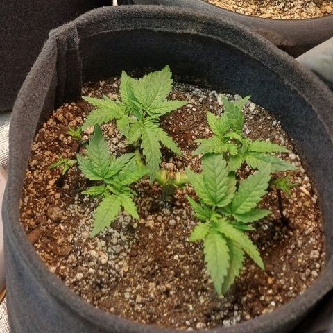 White Widow growlog timeline photo
