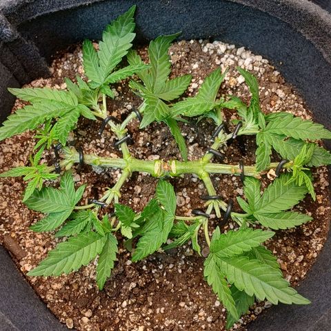 White Widow growlog timeline photo
