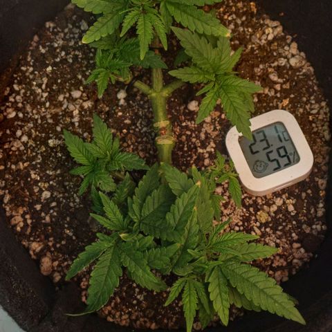 White Widow growlog timeline photo