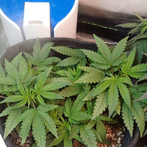 White Widow growlog timeline photo