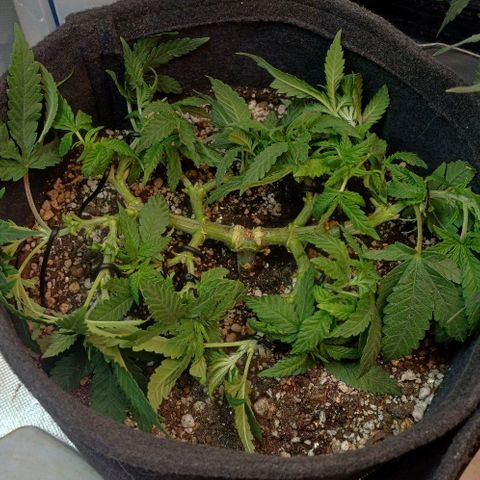 White Widow growlog timeline photo