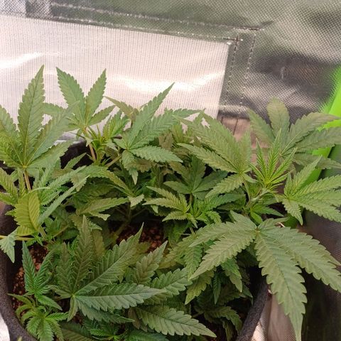 White Widow growlog timeline photo