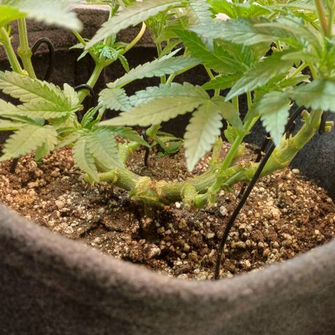 White Widow growlog timeline photo