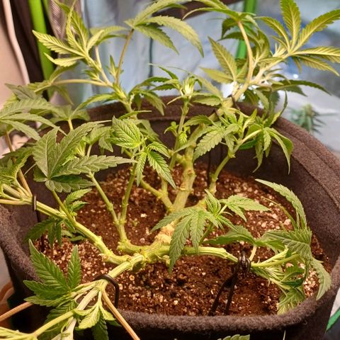 White Widow growlog timeline photo
