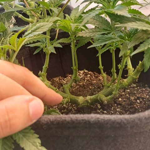 White Widow growlog timeline photo