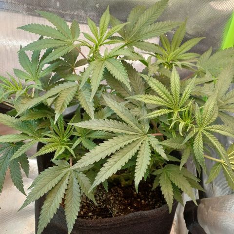 White Widow growlog timeline photo