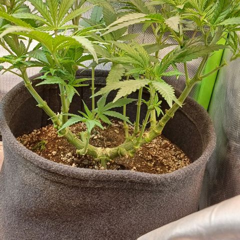 White Widow growlog timeline photo