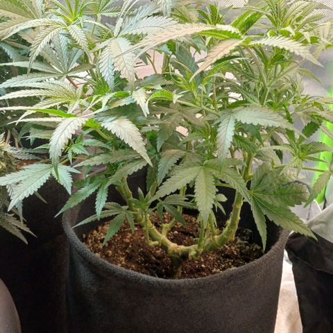 White Widow growlog timeline photo