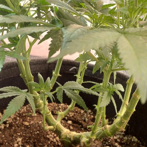 White Widow growlog timeline photo