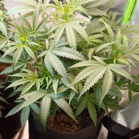 White Widow growlog timeline photo