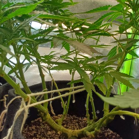 White Widow growlog timeline photo