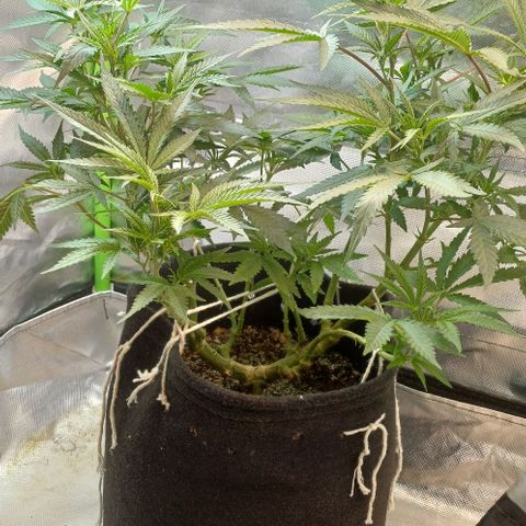 White Widow growlog timeline photo