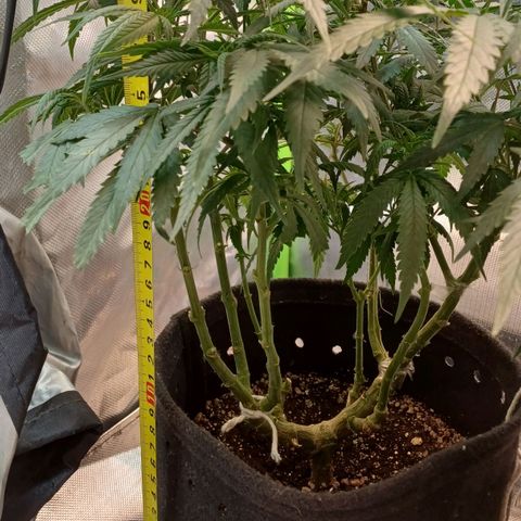 White Widow growlog timeline photo