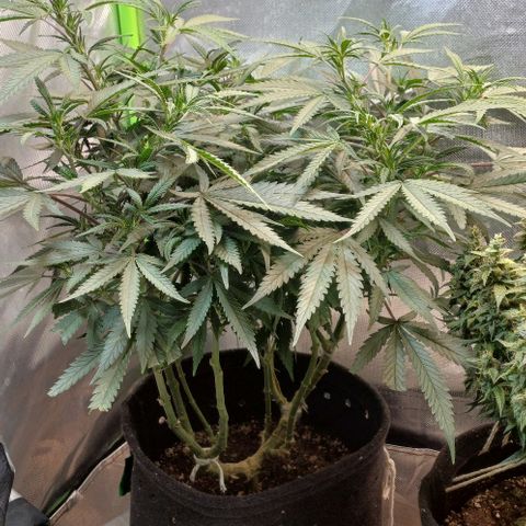 White Widow growlog timeline photo