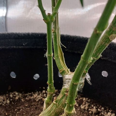 White Widow growlog timeline photo
