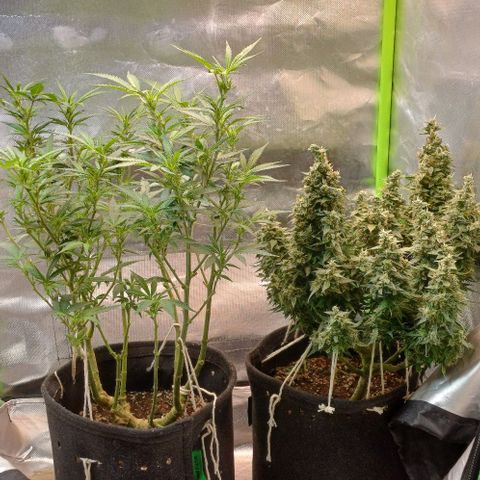 White Widow growlog timeline photo
