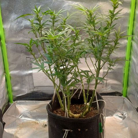 White Widow growlog timeline photo