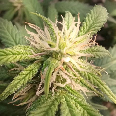 White Widow growlog timeline photo