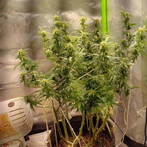 White Widow growlog timeline photo