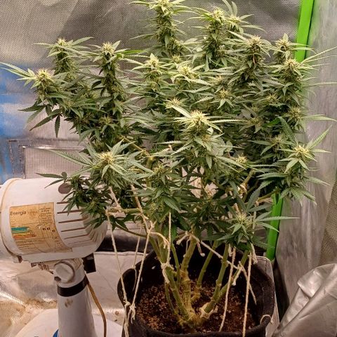 White Widow growlog timeline photo