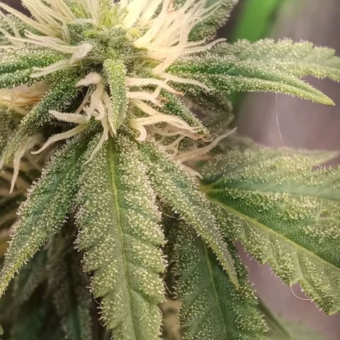 White Widow growlog timeline photo