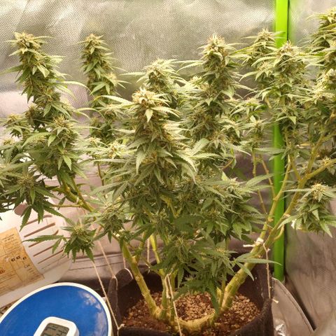 White Widow growlog timeline photo