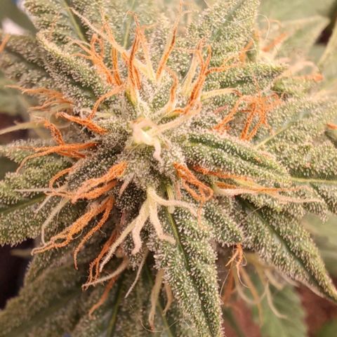 White Widow growlog timeline photo