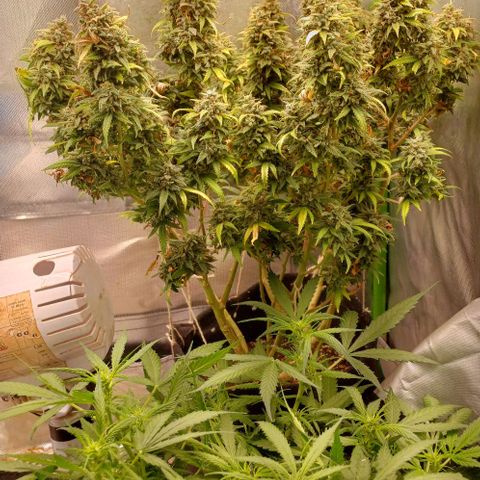 White Widow growlog timeline photo