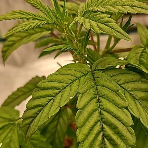 Galactic Gelato growlog timeline photo