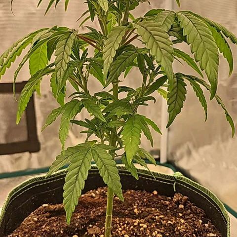 Galactic Gelato growlog timeline photo