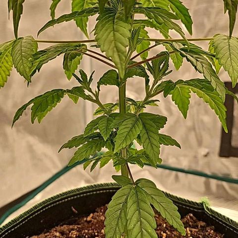 Galactic Gelato growlog timeline photo