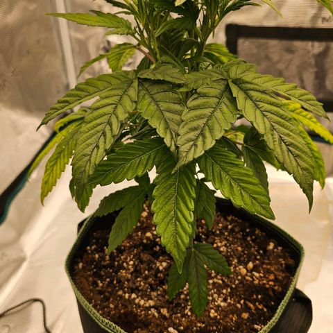 Galactic Gelato growlog timeline photo